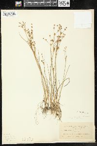 Juncus alpinoarticulatus image