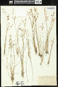 Juncus alpinoarticulatus subsp. fuscescens image