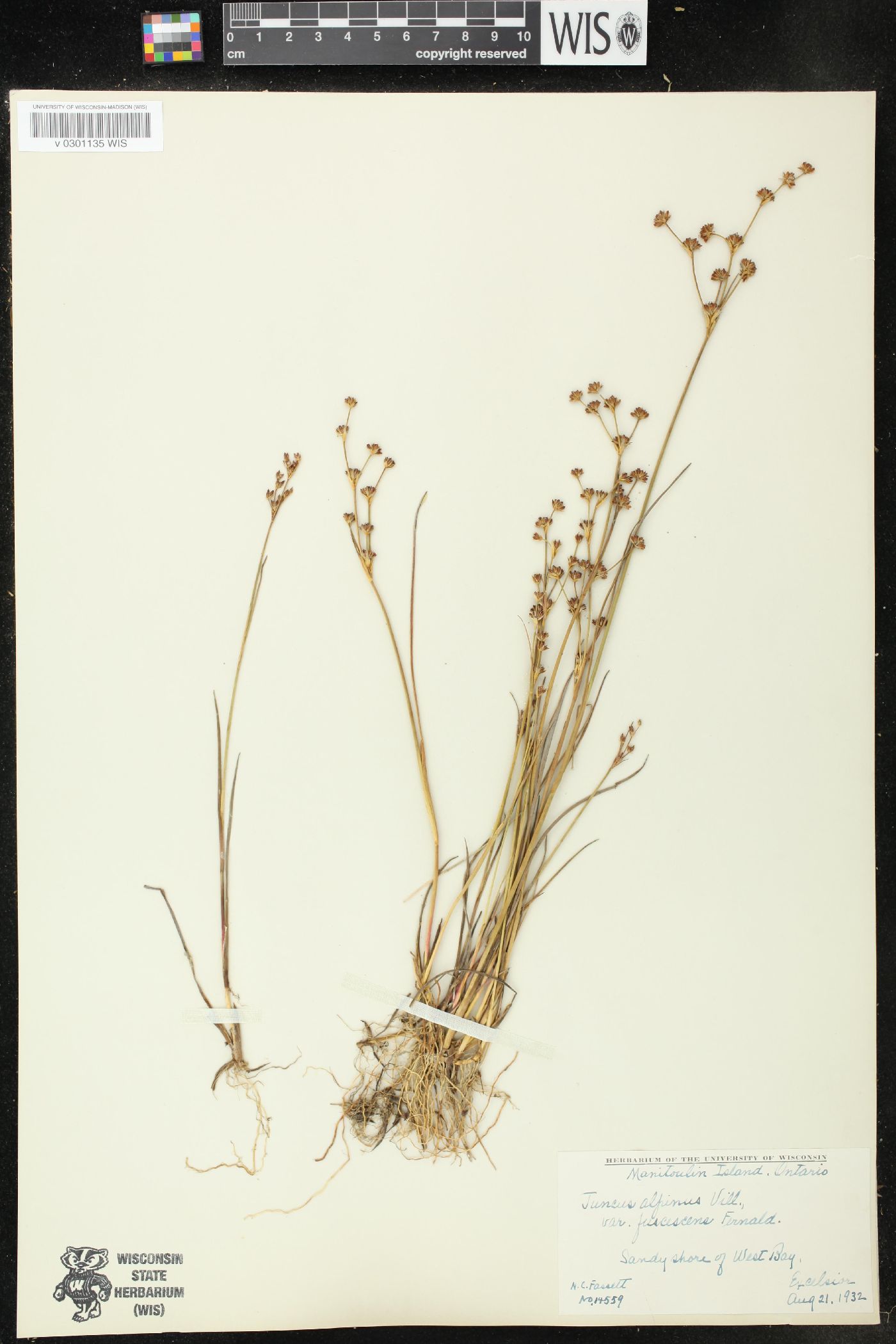 Juncus alpinoarticulatus subsp. nodulosus image