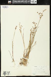 Juncus alpinoarticulatus subsp. nodulosus image