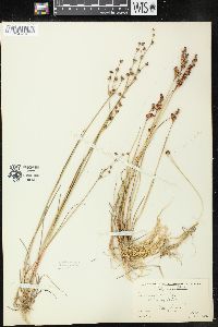 Juncus alpinoarticulatus image