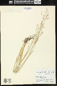 Juncus alpinoarticulatus image