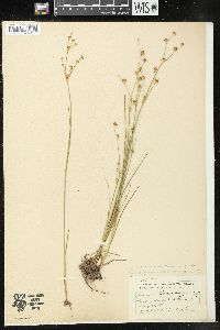 Juncus alpinoarticulatus image