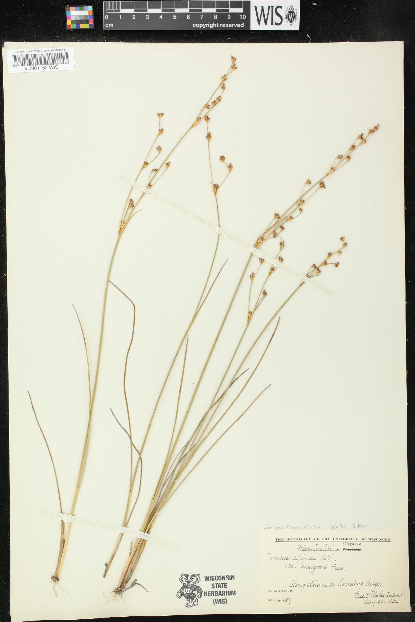 Juncus alpinoarticulatus subsp. nodulosus image