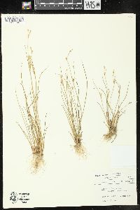 Juncus alpinoarticulatus subsp. nodulosus image