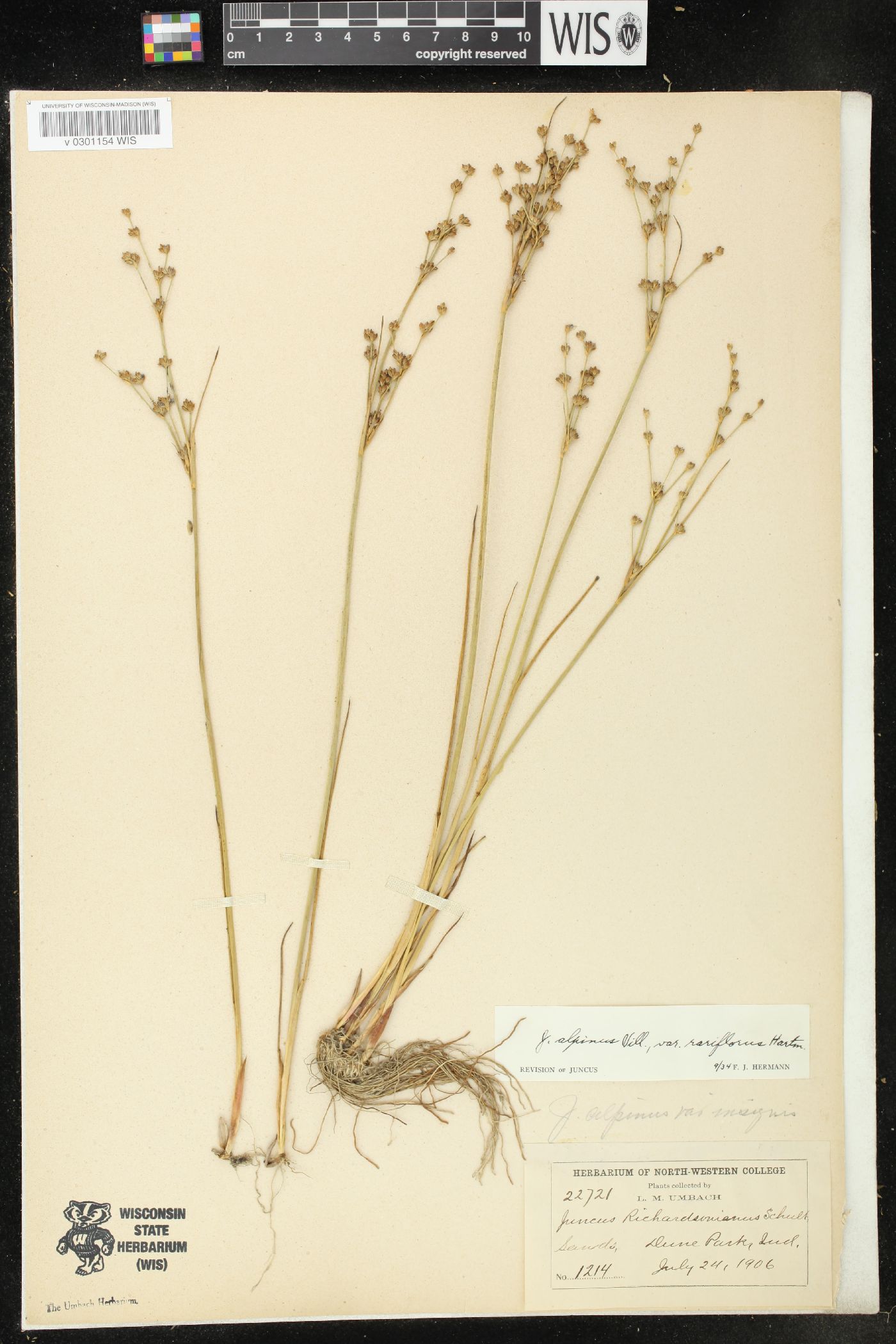 Juncus alpinoarticulatus subsp. nodulosus image