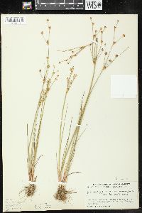 Juncus alpinoarticulatus image