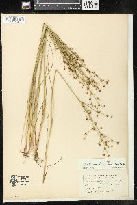 Juncus alpinoarticulatus subsp. nodulosus image