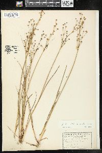 Juncus alpinoarticulatus subsp. nodulosus image