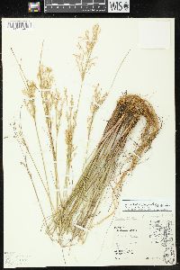 Juncus anthelatus image