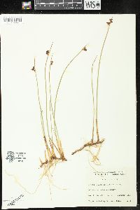 Juncus arcticus image