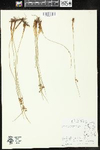 Juncus balticus subsp. ater image