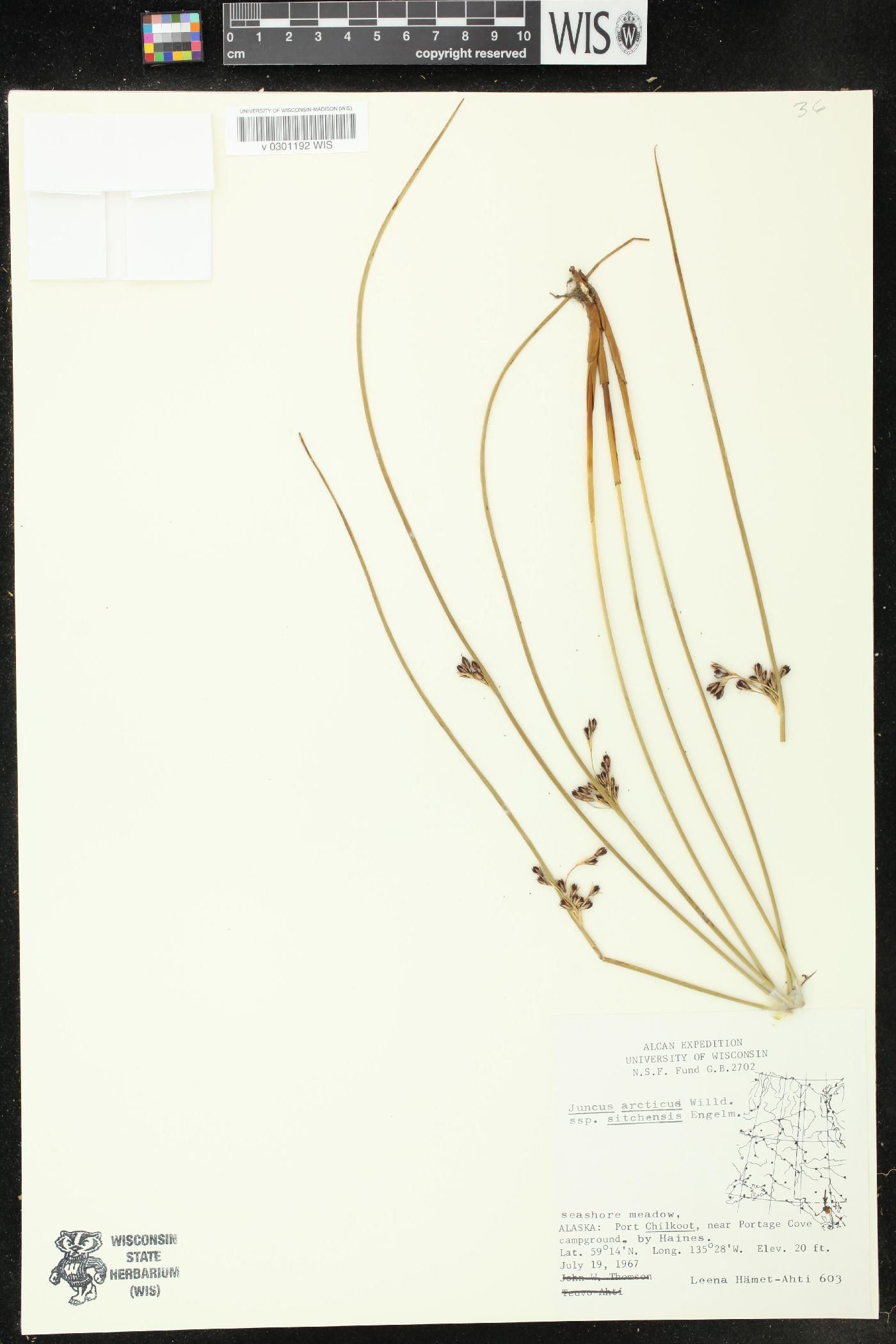 Juncus haenkei image