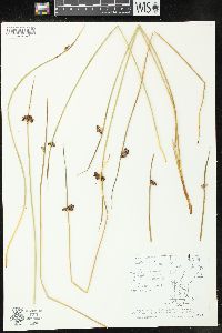 Juncus arcticus image