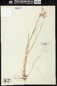 Juncus articulatus image