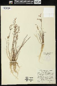 Juncus articulatus image