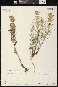 Castilleja sessiliflora image