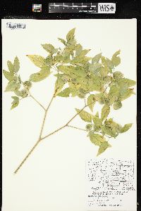 Physalis longifolia image