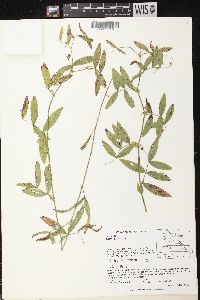 Lathyrus palustris image