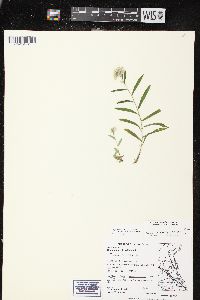 Gnaphalium saxicola image