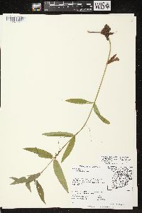 Stachys tenuifolia image