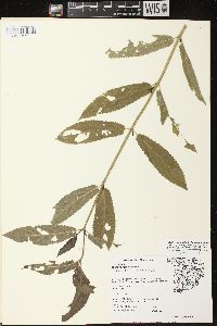 Stachys tenuifolia image