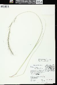 Aristida purpurascens image