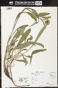 Solidago multiradiata image