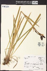 Iris setosa image