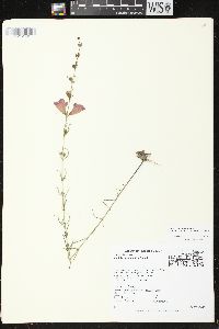 Agalinis purpurea var. purpurea image