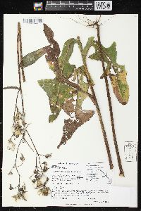 Sonchus arvensis image