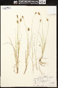 Carex crawfordii image