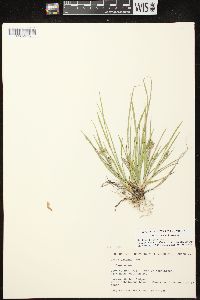 Carex garberi image