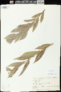 Salix cordata image