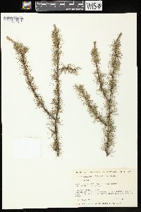 Larix laricina image