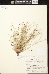 Eleocharis ovata image