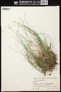 Carex leptalea subsp. leptalea image