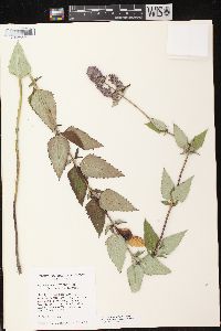 Agastache foeniculum image