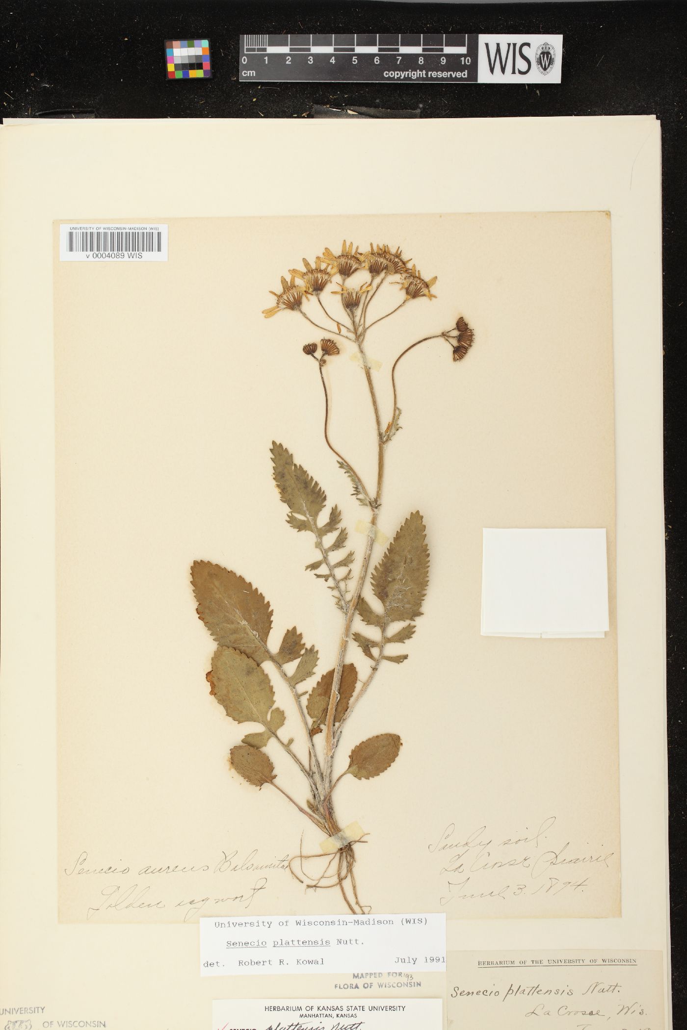 Packera plattensis image