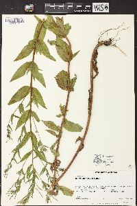 Epilobium ciliatum subsp. watsonii image