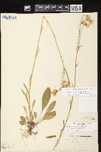 Packera paupercula var. paupercula image