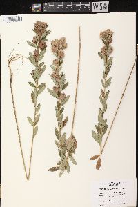 Lespedeza capitata image