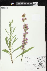 Liatris aspera image