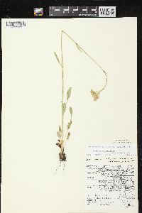 Packera paupercula var. savannarum image