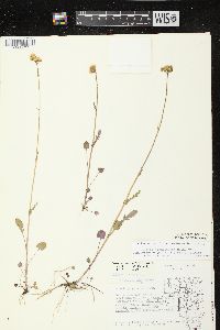 Packera pseudaurea var. semicordata image