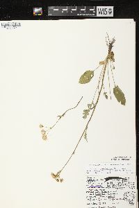 Packera pseudaurea var. semicordata image