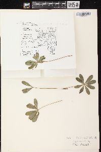 Lupinus perennis subsp. perennis image