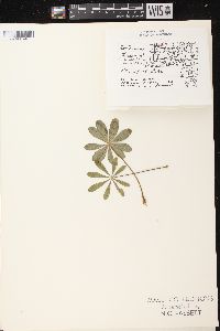 Lupinus perennis subsp. perennis image