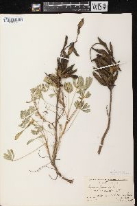 Lupinus perennis subsp. perennis image