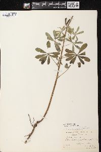 Lupinus perennis subsp. perennis image